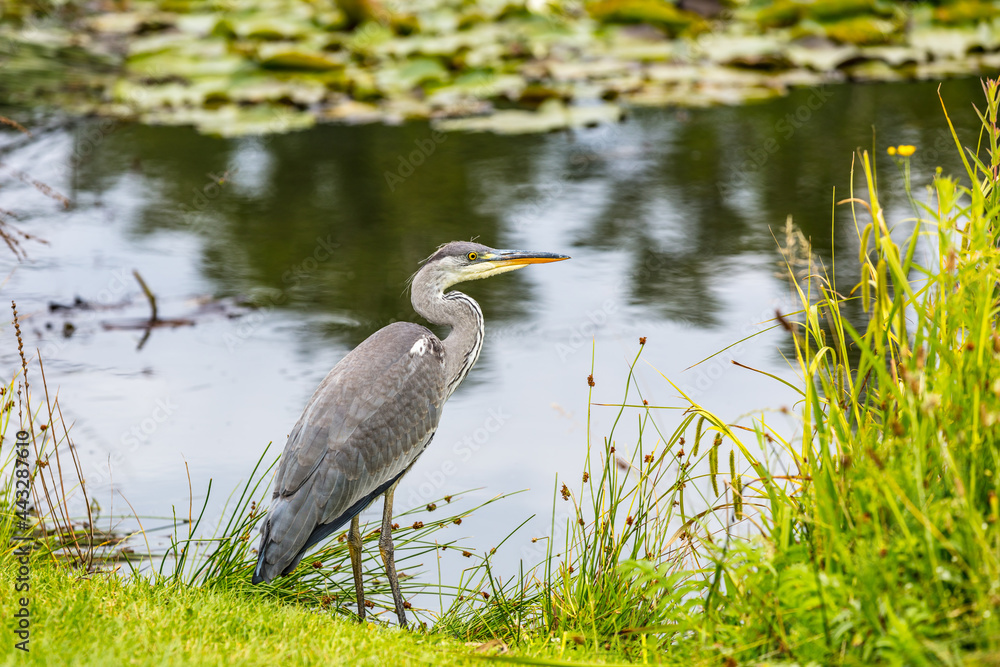 Naklejka premium Wasserlandschaft