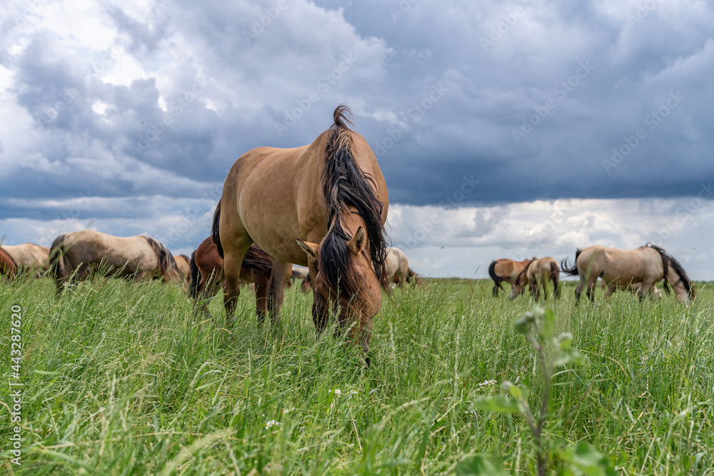 Horse breed Horse breed