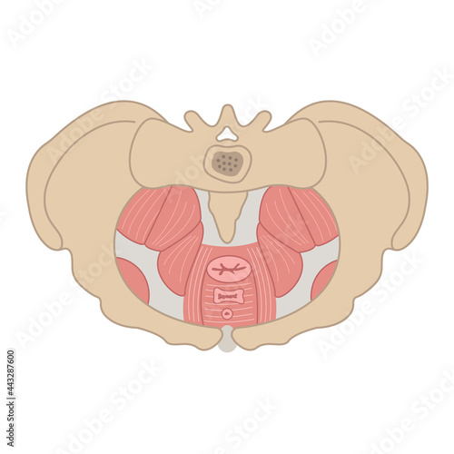 Pelvic floor flat illustration. Bone structure, muscles, prolapse. Women reproductive health. Can bes used for topics like medicine, fitness, human body 