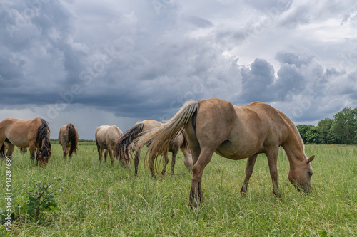 Horse breed "Belarusian draft," grazing in the pasture in the summer. © shymar27