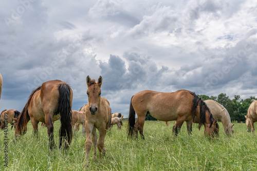 Horse breed "Belarusian draft," grazing in the pasture in the summer.