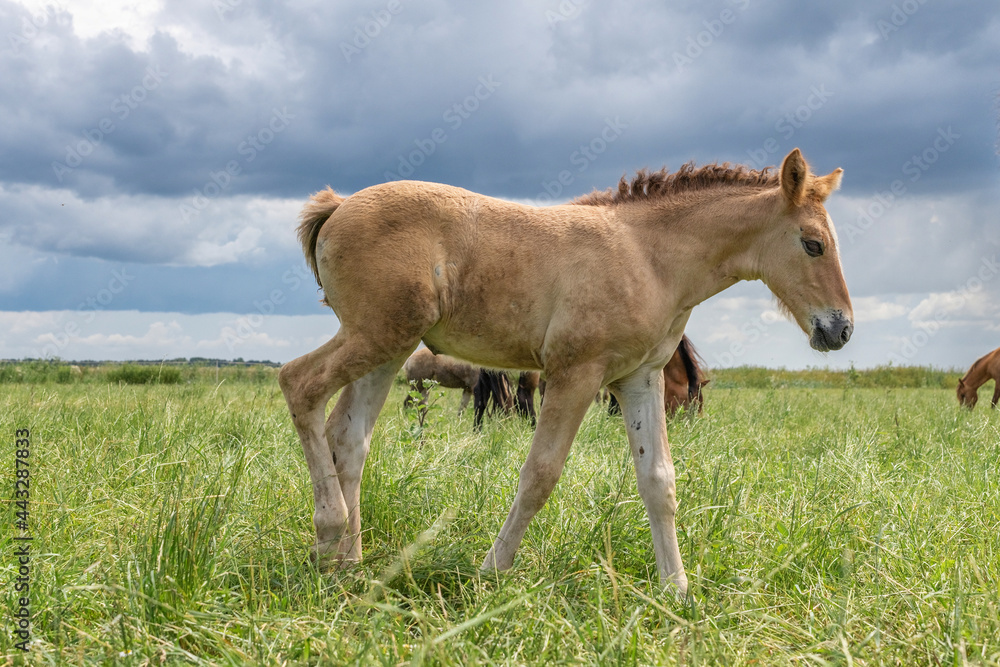 Fototapeta premium Horse breed 