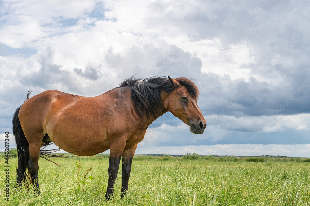 Fototapeta premium Horse breed