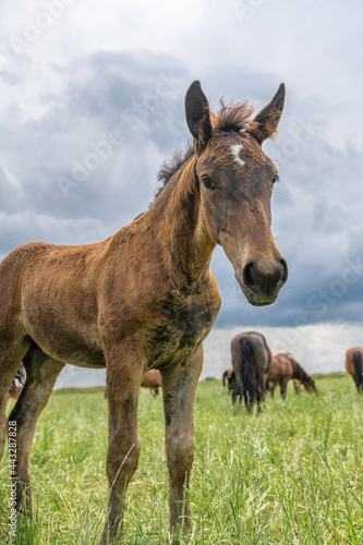 Horse breed "Belarusian draft," grazing in the pasture in the summer. © shymar27