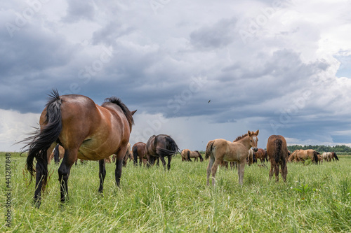 Horse breed  Belarusian draft   grazing in the pasture in the summer.