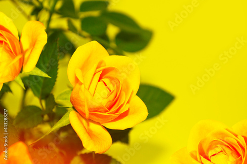 Bright colorful flower rose. floral background