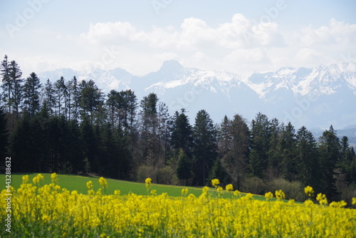 Rapsfeld mit Wald und Bergen im Hintergrund