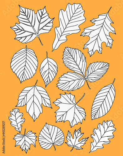 Autumn leaves are painted black on a yellow background. White with black outline. Vector