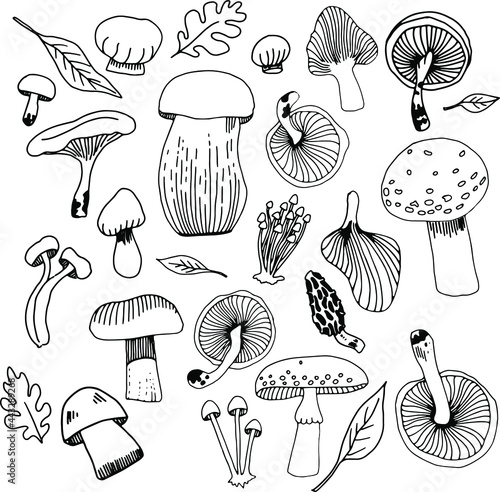 Mushrooms drawn with a black line on a white background. Vector