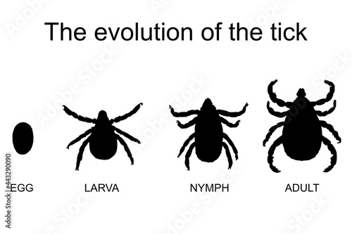 The evolution of the tick. Tick life history. Encephalitis tick.