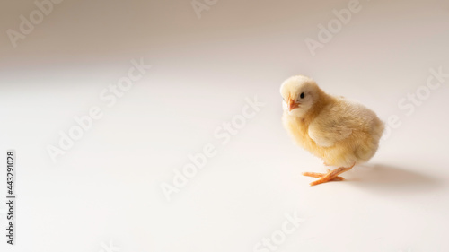 Żółty kurczak wielkanocny na białym tle