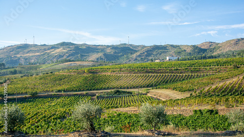 Land planted with vines for the wine harvest.