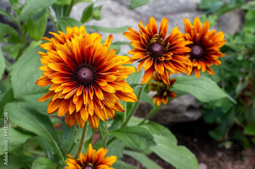 Fototapeta Naklejka Na Ścianę i Meble -  Close-up landscaped view of bright red, orange and yellow double-blooming rudbeckia hirta flower blossoms in a sunny summer ornamental rock garden