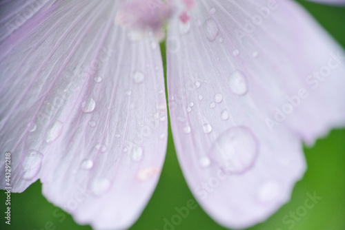 Some Raindrops on pink white petals closeup