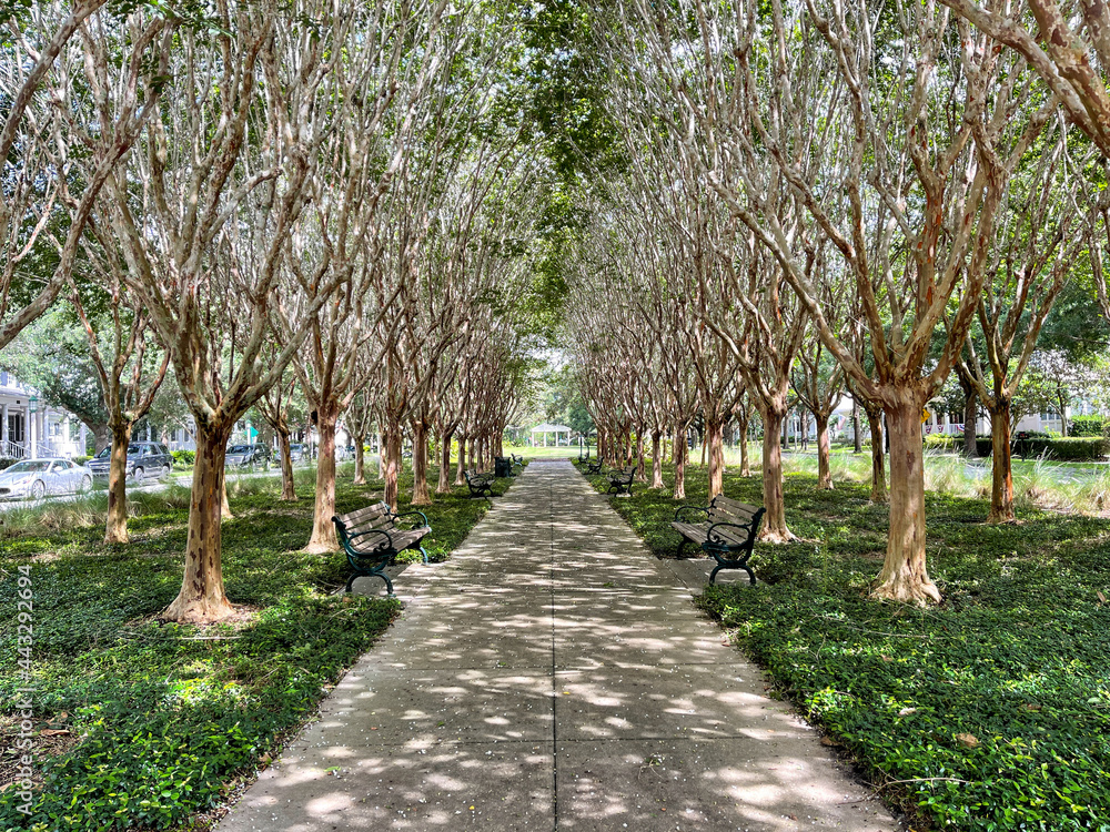 A unique path surrouded by trees in park in Celebration, Florida.