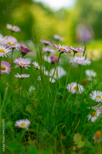 meadow with daisies