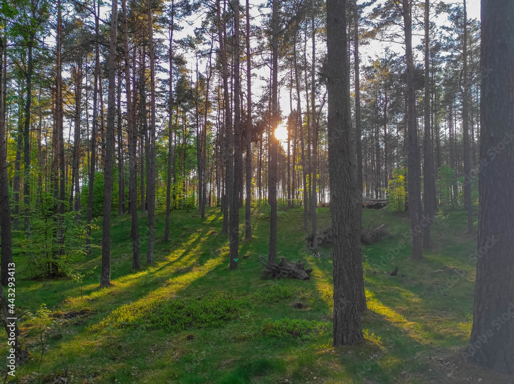 Fototapeta premium forest 