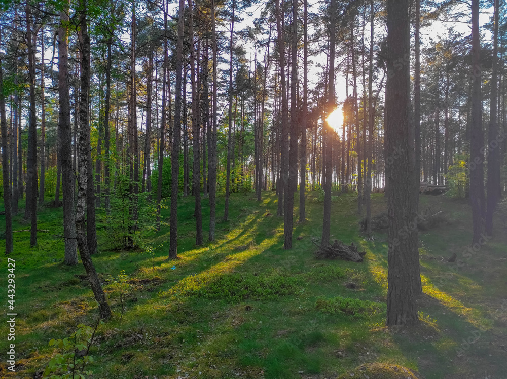 Obraz premium sunset of forest