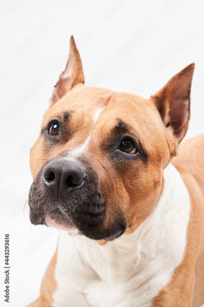 American Staffordshire Terrier portrait isolated on white background. Dog muzzle close-up in studio