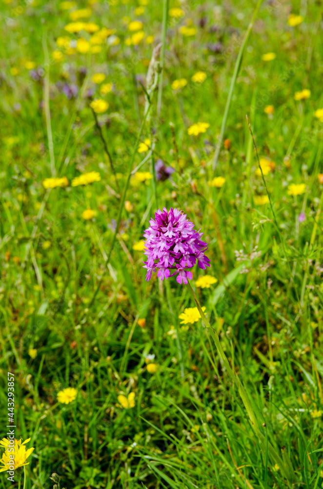 Pyramidal Orchid among wild flowers, English summer Pyramidal Orchid among wild flowers, English summer