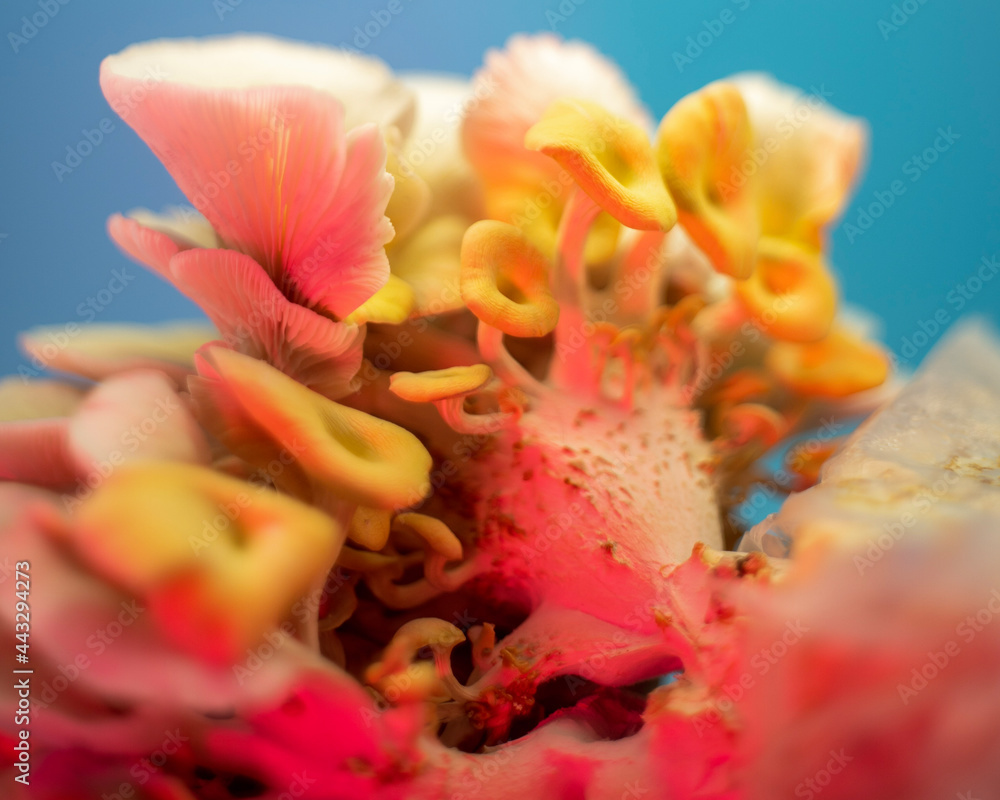 Citrin golden mushroom yellow oyster Citrin golden mushroom yellow oyster