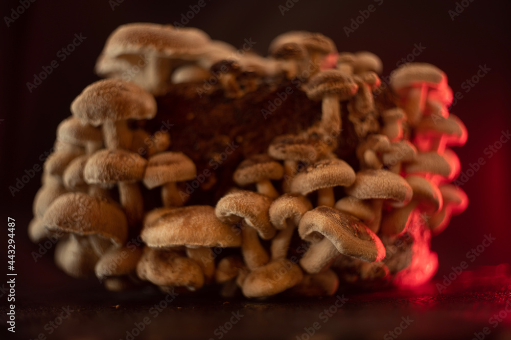 natural growing shiitake mushroom on background natural growing shiitake mushroom on background