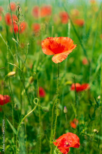 red poppy in a field