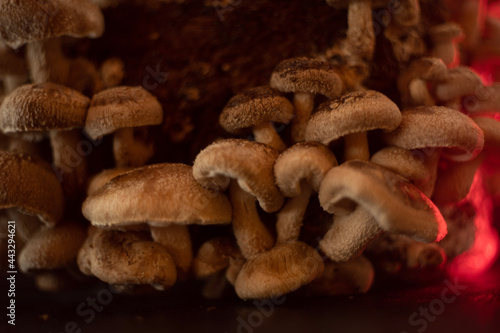 mushrooms growing fruity shiitake