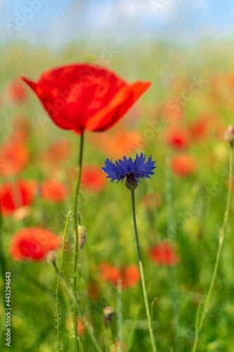 red poppy in the field © Grzegorz