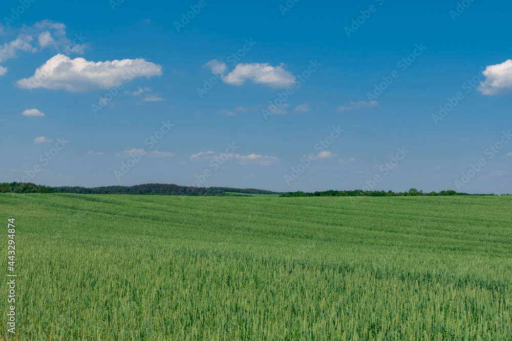 green field and blue sky green field and blue sky