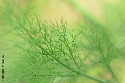 Geometry background garden nature zoom macro fennel. Light green atmosphere and fine decoration of vegetable garden foliage. Elegance aromatic plant Foeniculum vulgare