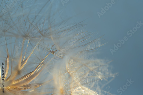 Close-up of dandelion seed with an abstract touch.