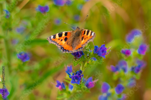 butterfly on flower © Grzegorz