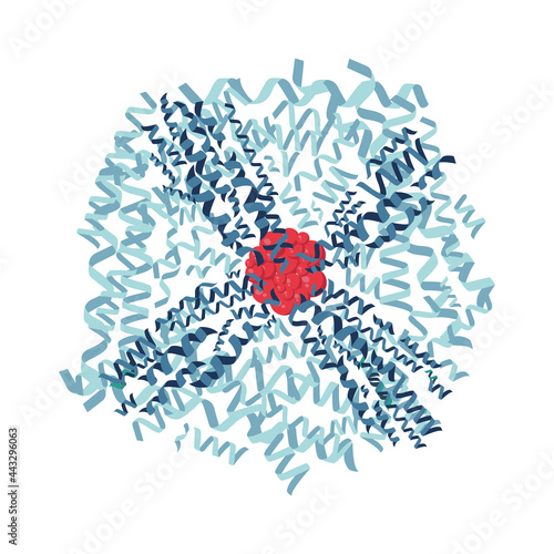 Ferritin protein molecule strusture flat illustration. Ferritin is the main iron storage protein in humans. L-chains and H-chains. 
Can be used for topics like anemia, disease, prevention, biochemistr