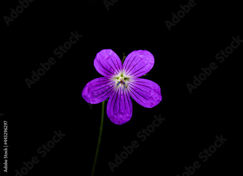 wild geranium, Geranium maculatum, violet flower on black background, still life photography
