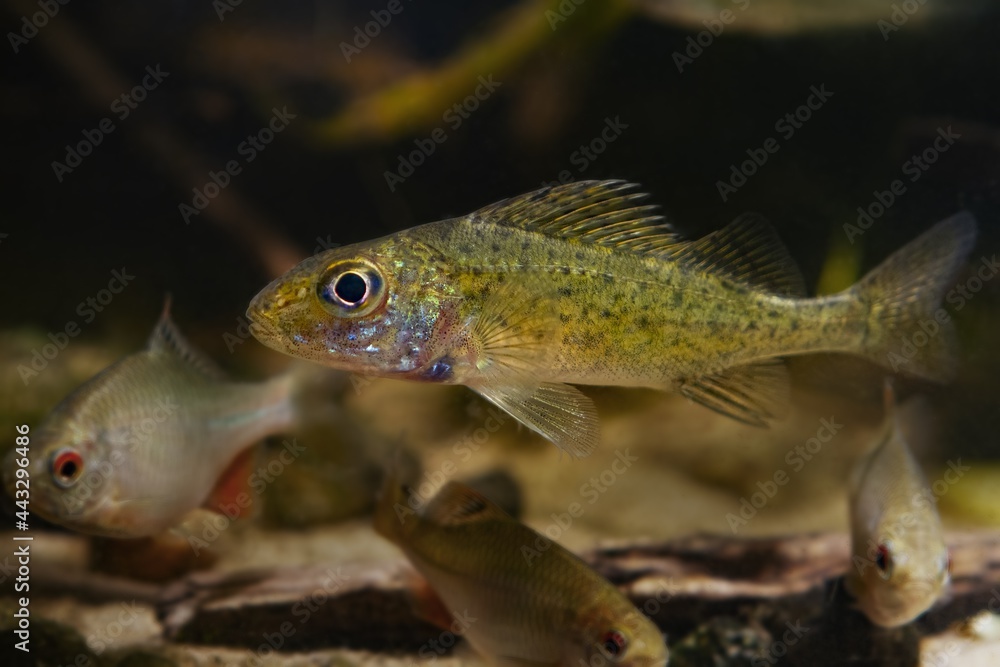 curious juvenile Eurasian ruffe or pope, careful and timid small freshwater omnivore species, inspects attentively European river biotope aquarium, nature biotic system with common bitterlings curious juvenile Eurasian ruffe or pope, careful and timid small freshwater omnivore species, inspects attentively European river biotope aquarium, nature biotic system with common bitterlings