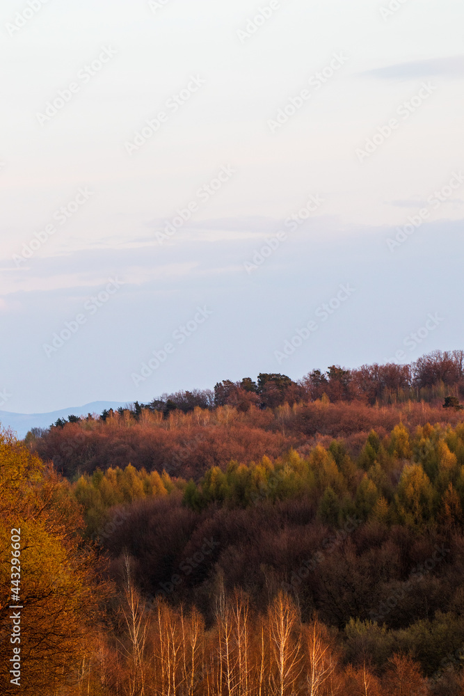 Fototapeta premium landscape with forest