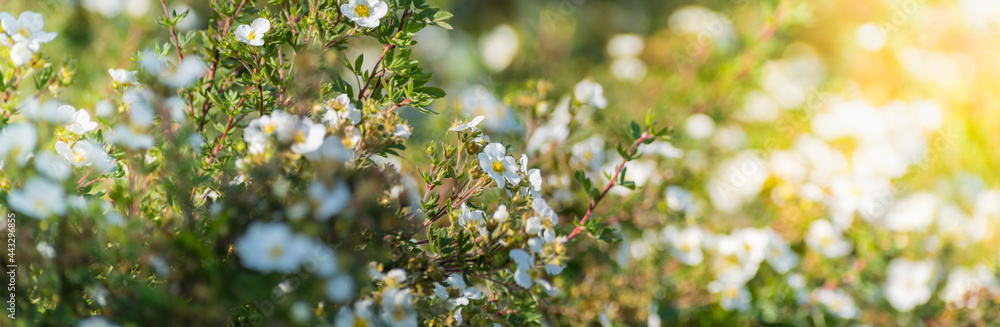Beautiful panoramic scenery with white flowers and bokeh background Beautiful panoramic scenery with white flowers and bokeh background