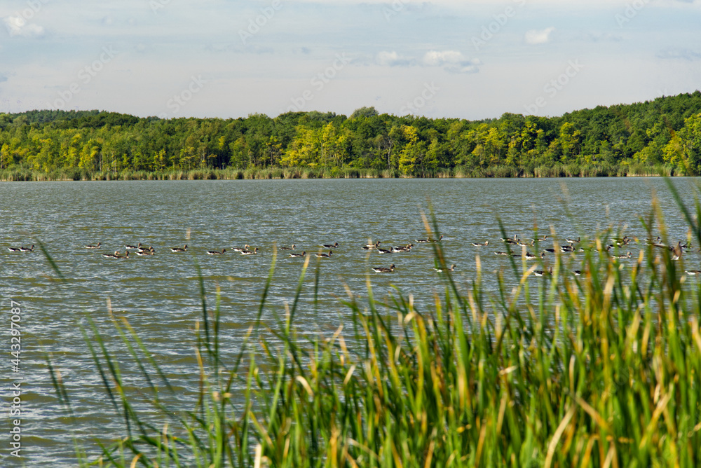 Obraz premium Enten auf dem Zierker See in Neustrelitz