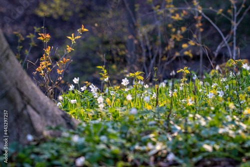 Fototapeta Naklejka Na Ścianę i Meble -  spring in the forest