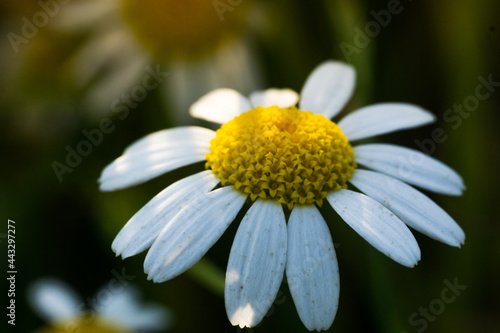 Sun and Flower