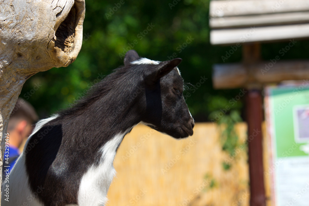 Domestic goat in a summer day. Domestic animal Domestic goat in a summer day. Domestic animal