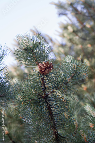 Pine cone on branches in close up photo