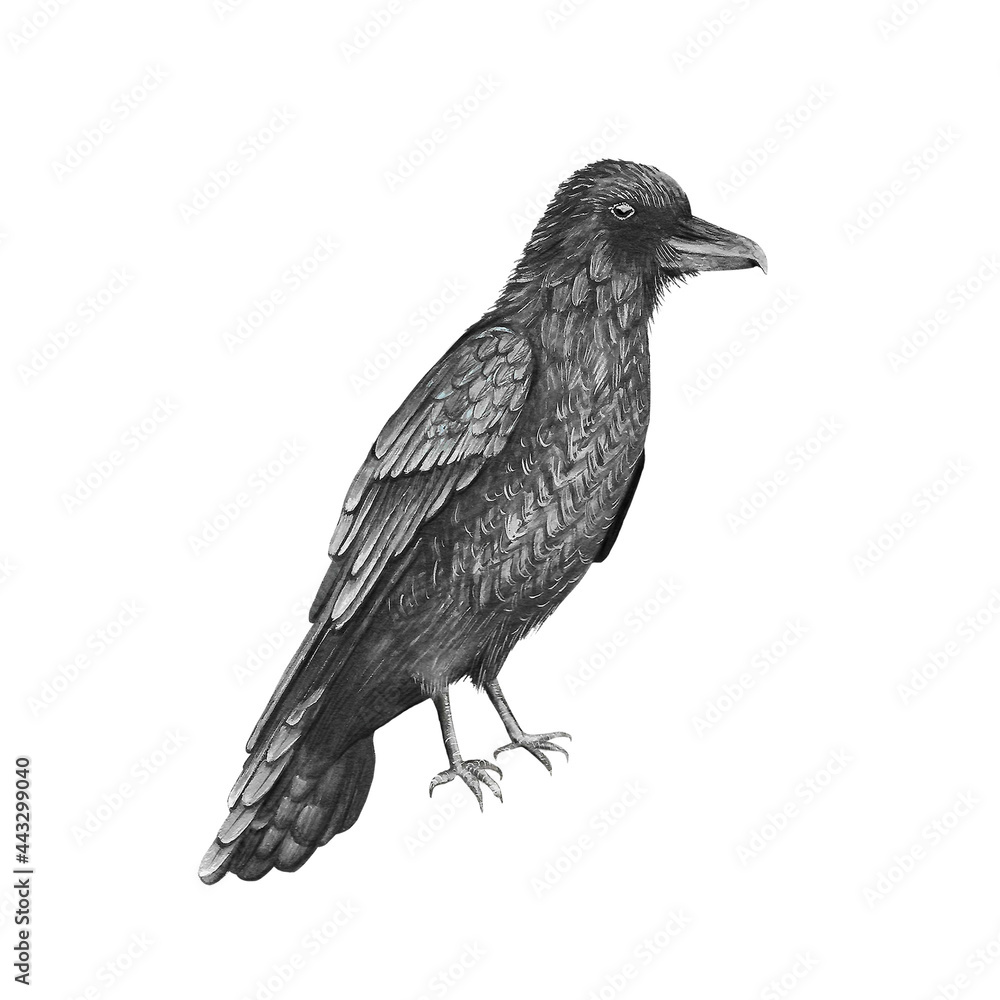 Obraz premium Animal illustration: Raven bird, watercolor, isolated