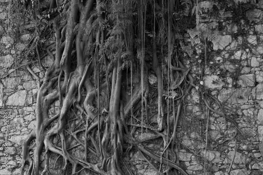 bark texture bark texture