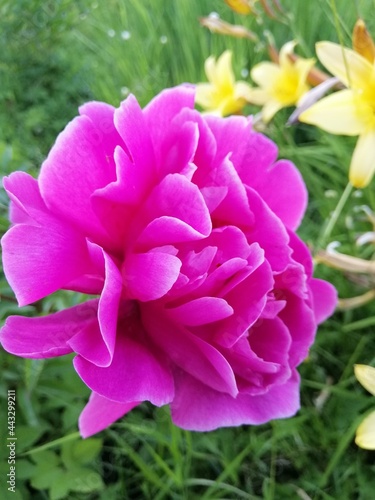 beautiful terry peony with pink petals. close up. floral wallpaper