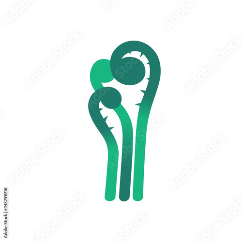 Edible spring fern fronds. Wild plant. Vector isolated on white.