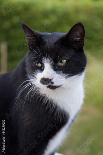 Black and white cat in a garden - close up of the face