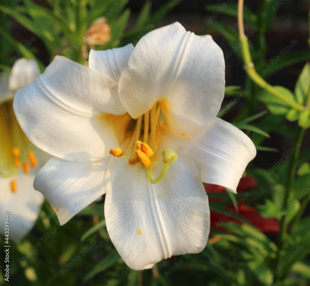 White flower with long, orange statem 