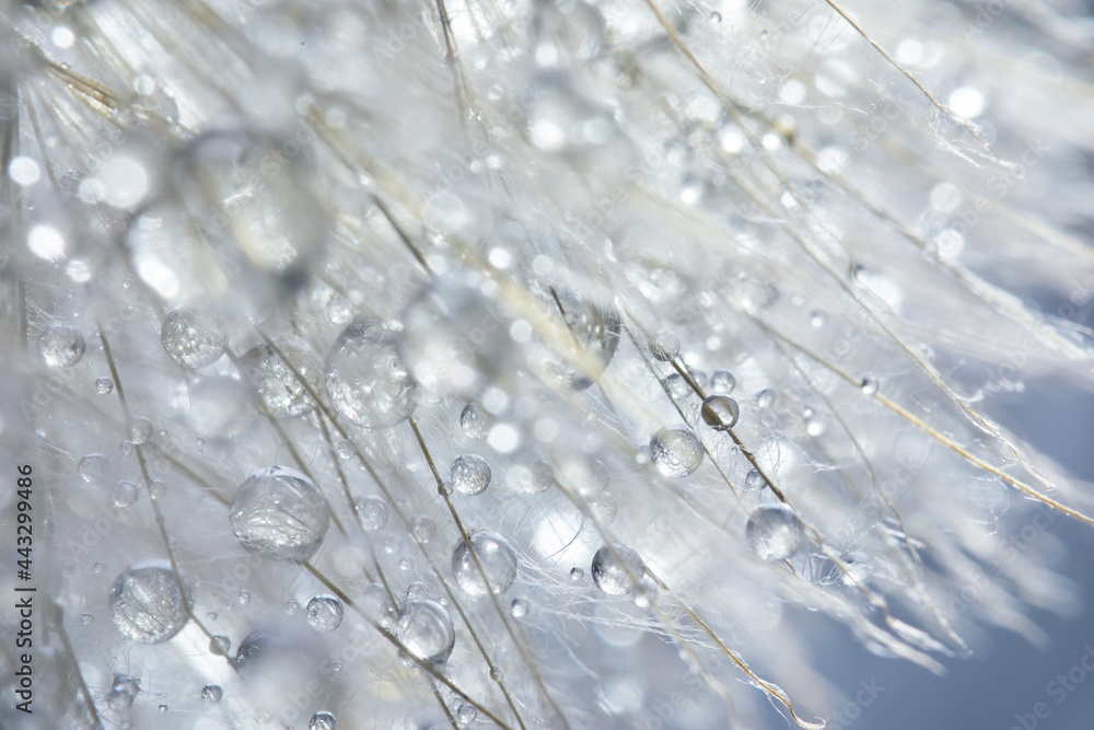 Fototapeta premium Beautiful dew drops on a dandelion seed. Beautiful soft background. Macro photography.